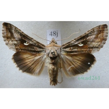 Autographa gamma (Linnaeus, 1758) Błyszczka jarzynówka Czech48j